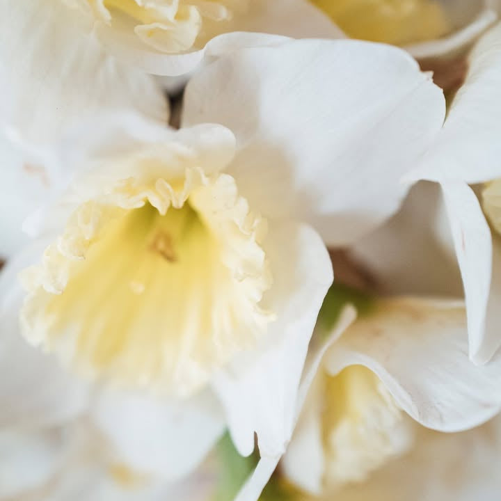 【Bernardaud – Constance 系列】