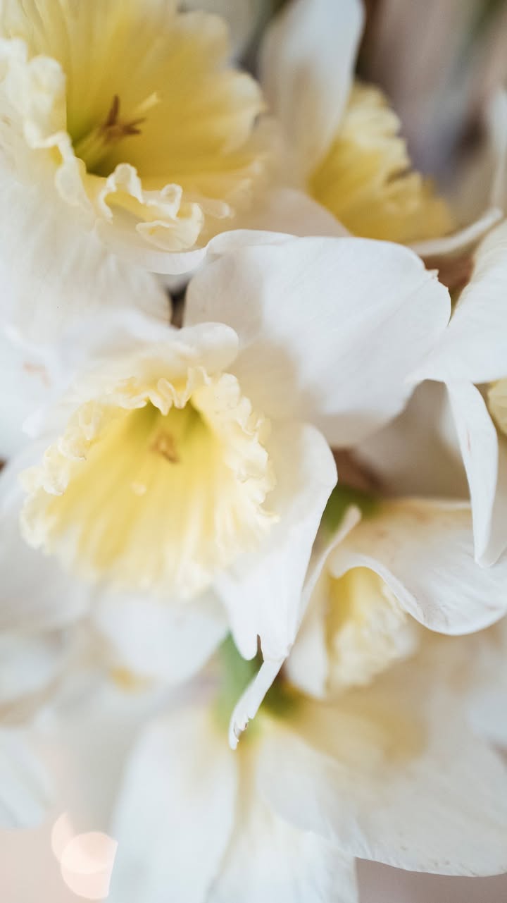 【Bernardaud – Constance 系列】