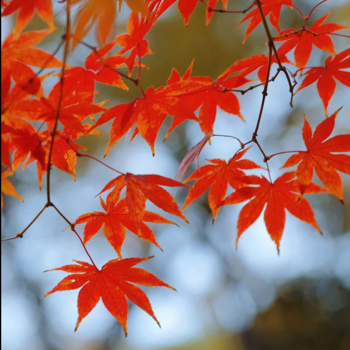 🍁 紅葉搖曳，茶香與月餅相伴。