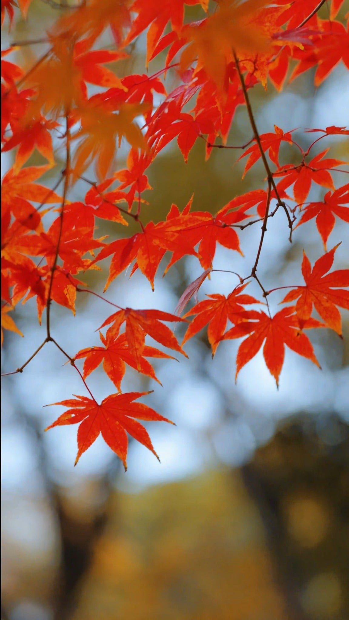 🍁 紅葉搖曳，茶香與月餅相伴。
