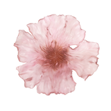 DAUM | Poetique 果盤擺設 - 限量版